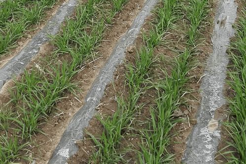 种植小麦覆盖地膜,你见过吗 新技术还是多此一举 看看就知道了