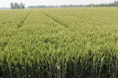 这种高产套餐火了,一亩小麦能多收300斤 农业专家 谁用谁知道