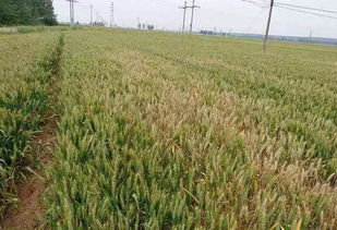 小麦全蚀病的轻重程度和哪些因素有关 种植户该如何提前预防