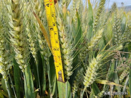 这几个小麦新品种,亩产都在750公斤以上,2020年首选种植品种
