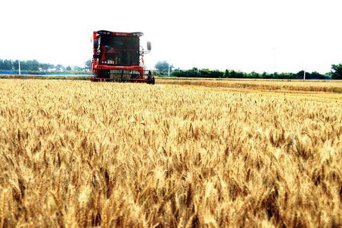 河南多地接连降雨导致待收割小麦发霉发芽引起了公众的高度关注