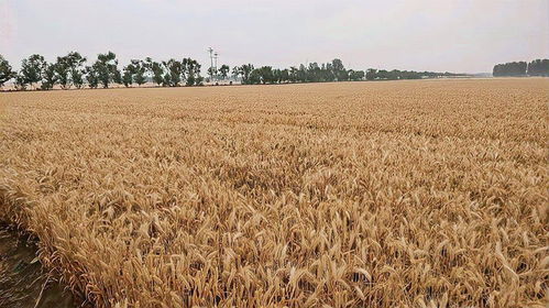 承包100亩地种小麦,除掉成本能挣多少钱 看完别不相信